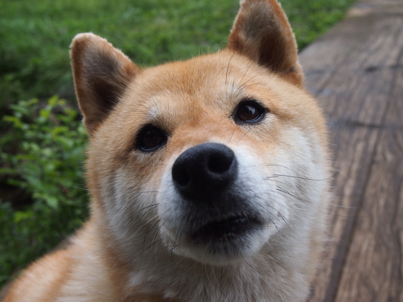 地平线上最后一个浪涌,卡马文加在2026年世界杯之夜的终极审判