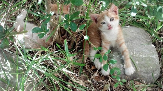 开云APP-决胜瞬间，当新疆压哨绝杀遇见塔图姆抢七封神—体育世界唯一的共通语言