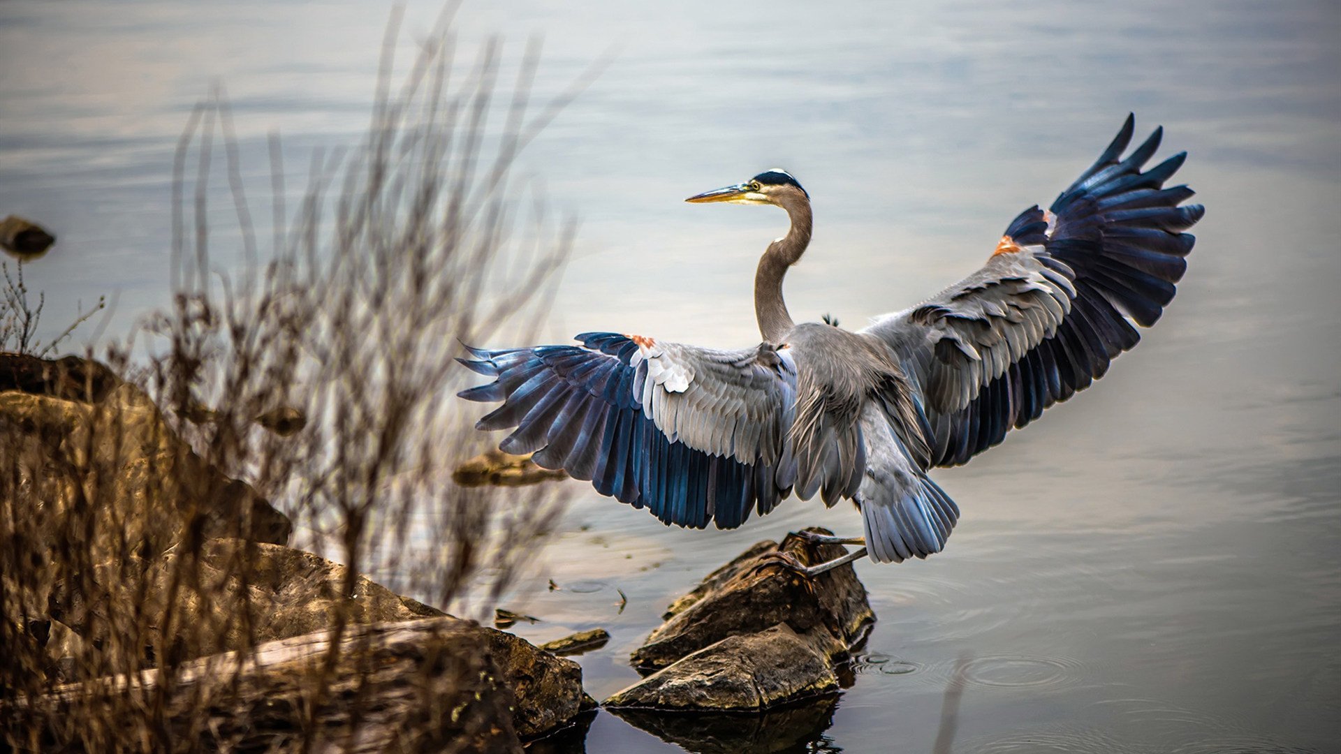 开云体育app-乱入者哈弗茨，当德国幽灵决定南美世预赛的生死
