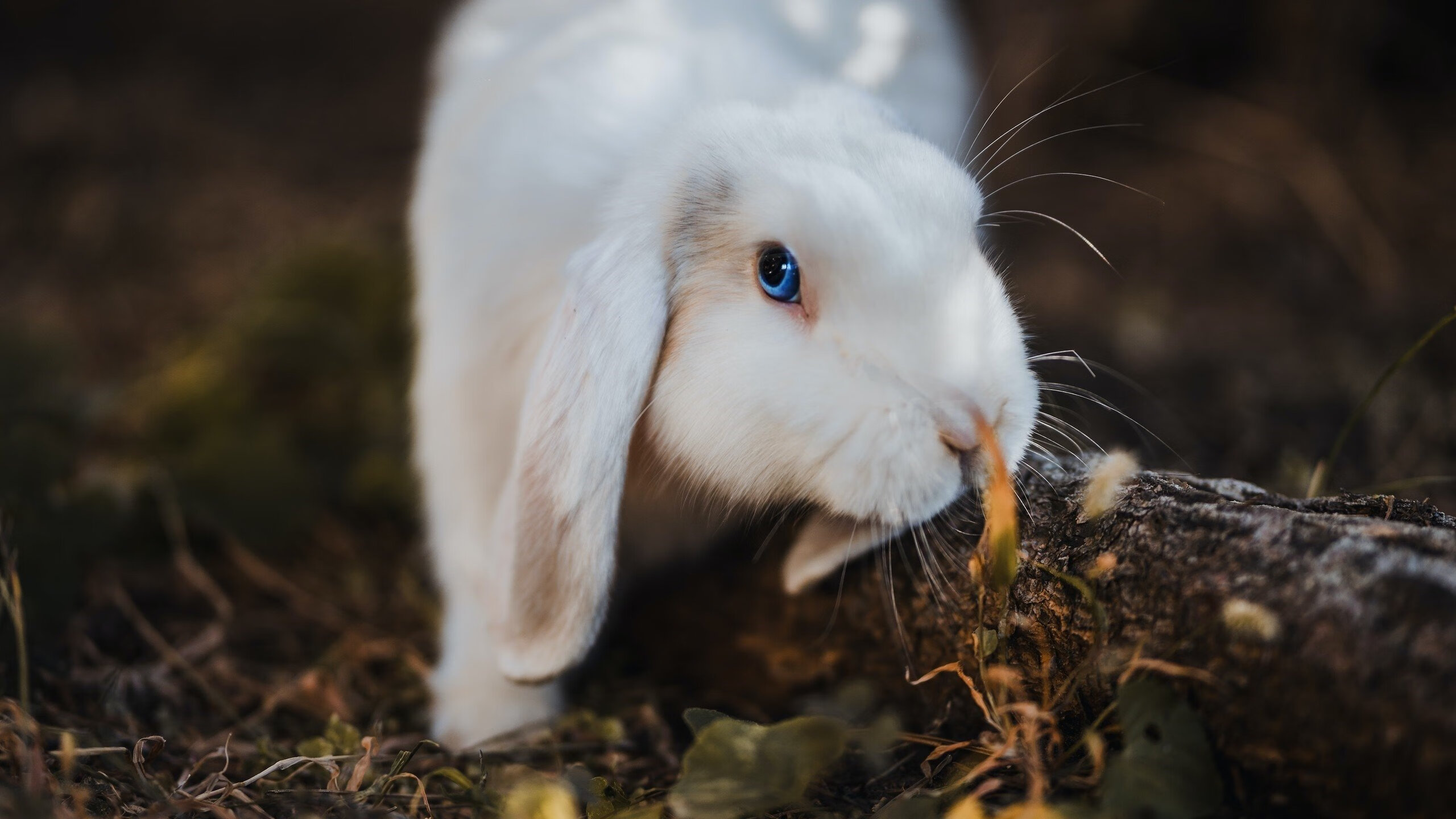 欧洲杯生死战场，格纳布里在里昂的爆点时刻，终结克罗地亚黄金一代最后的火光