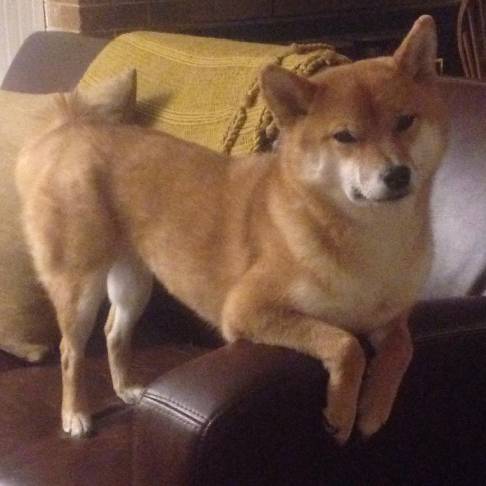 铁闸的怒吼,布雷默93分钟头槌,为法兰西推开胜利之门