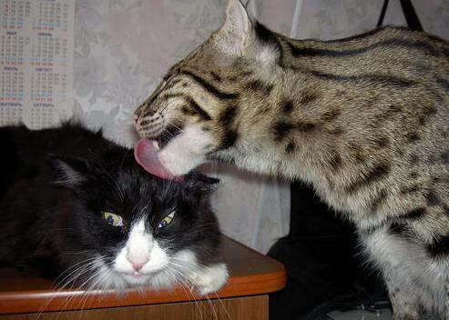 开云官网-金色风暴席卷钱塘,拉梅洛末节20分助勇士冲垮浙江