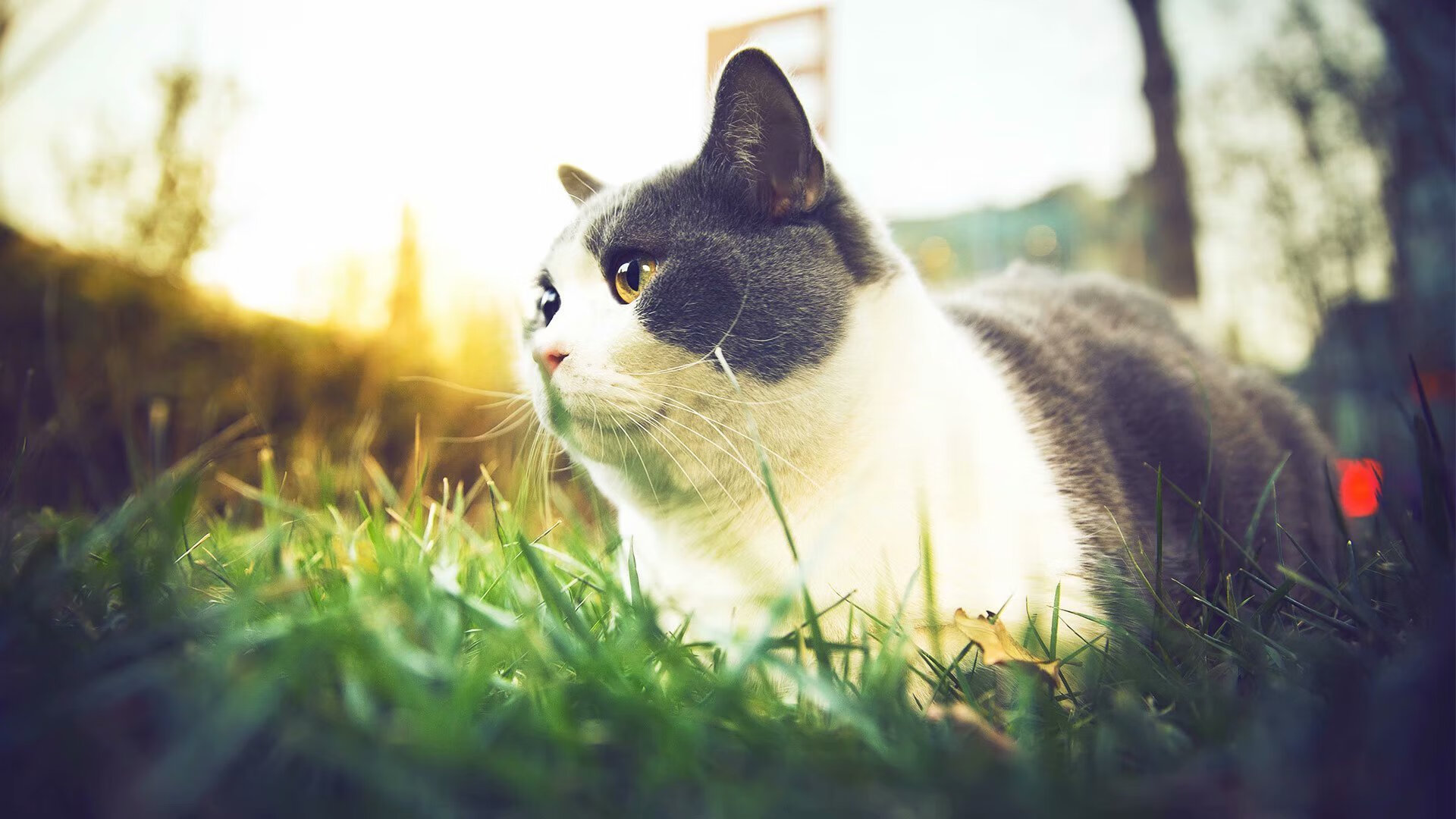 开云体育登录-跨越时空的烈焰，当迈阿密热火的星火点燃吉林的雪原