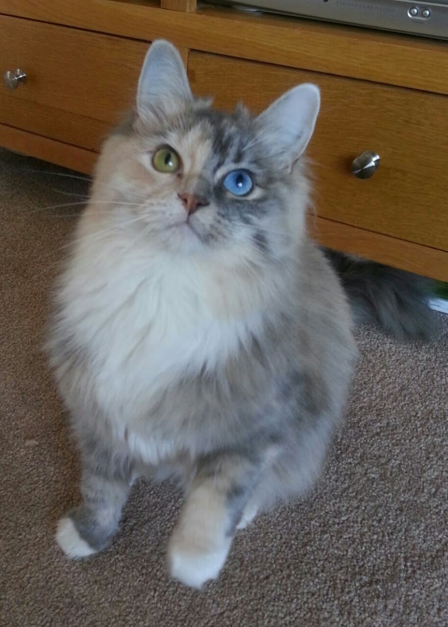 开云APP-瑞士军刀出鞘！武切维奇全能发挥助掘金击溃篮网