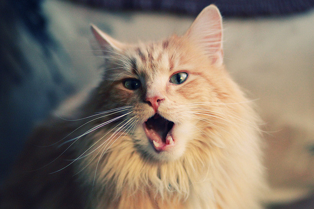 舞台落幕处，号角吹响时，尤文带走贝蒂斯，恰是孙兴慜们的新序章