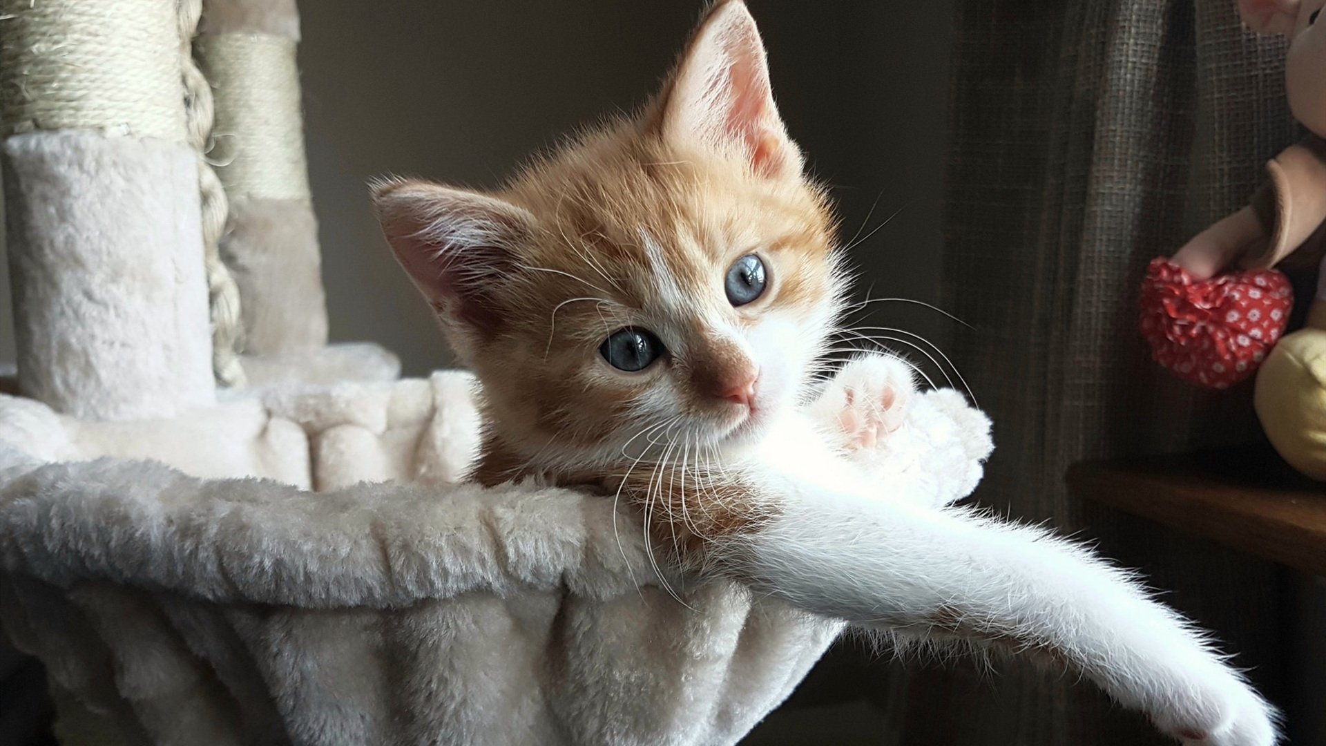 开云体育登录-绿色狂想曲,当德甲争冠变成丛林之战,森林狼的狼性如何咬碎雄鹿王朝?