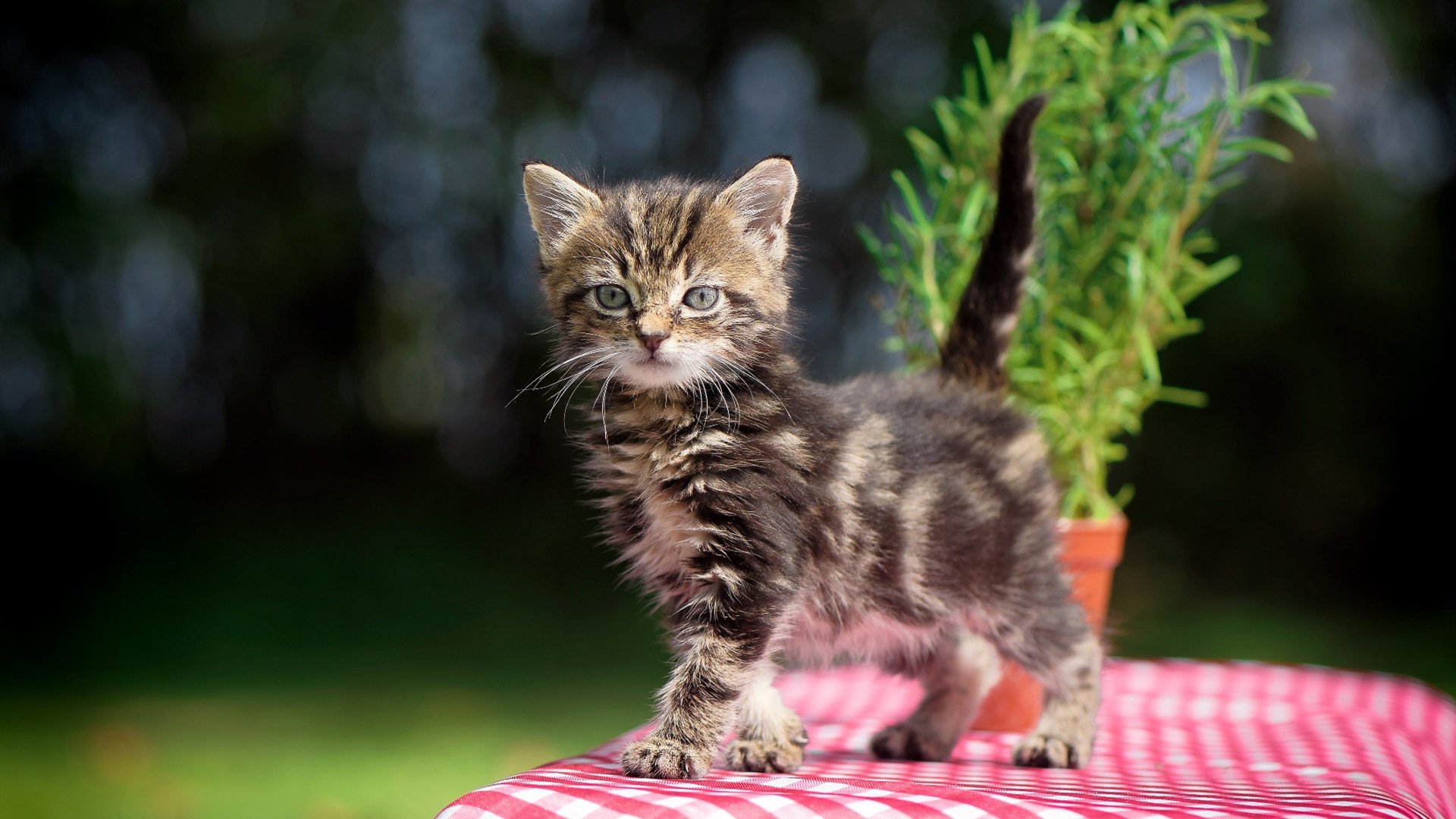 南美风暴席卷而来,加泰巨人只手擎天,当塞维利亚的铁血遇上皮克的蓝白统治