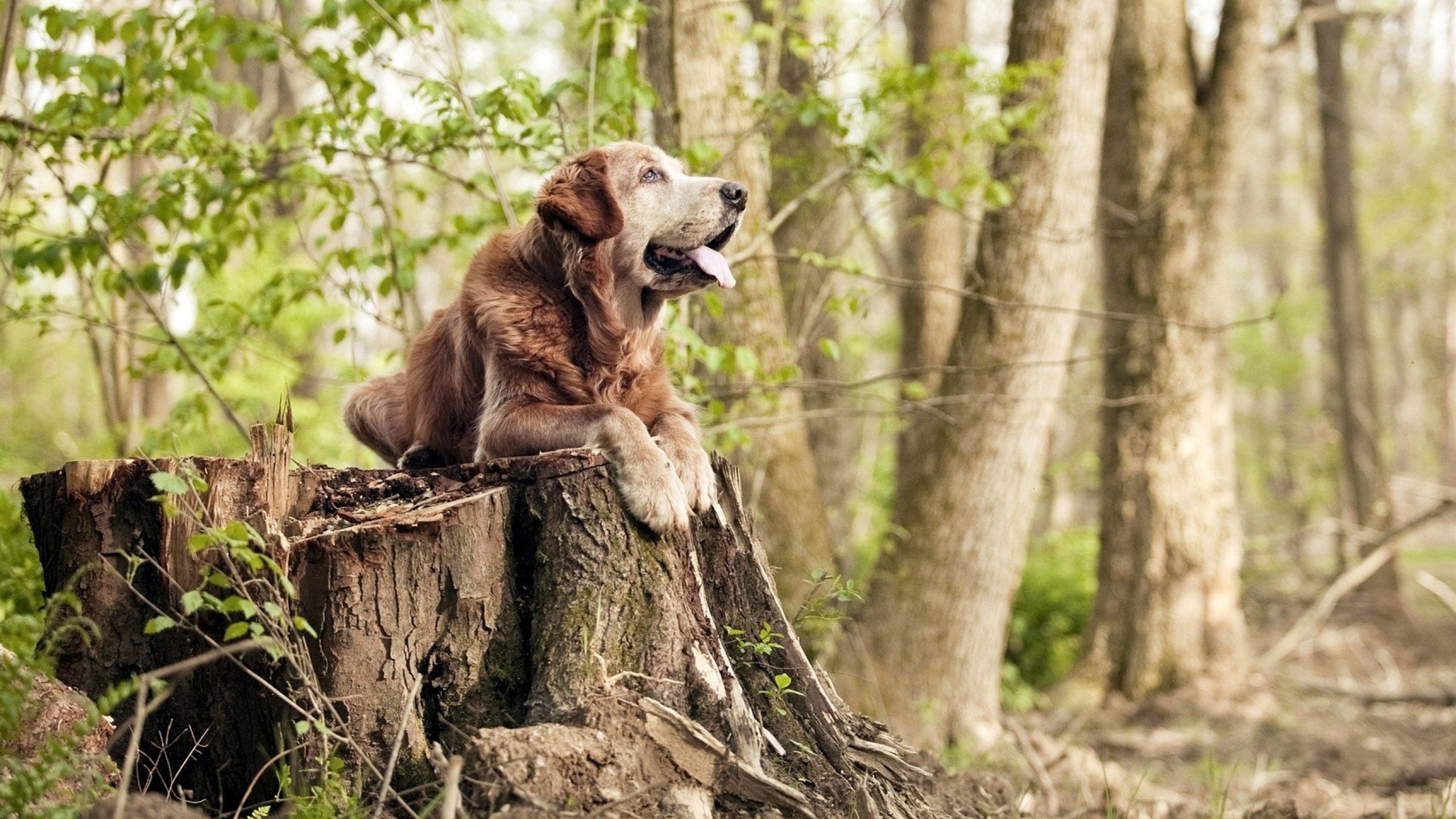 跨洋连线，马克西三加时制胜一击，步行者囚笼战术封锁上海队反扑