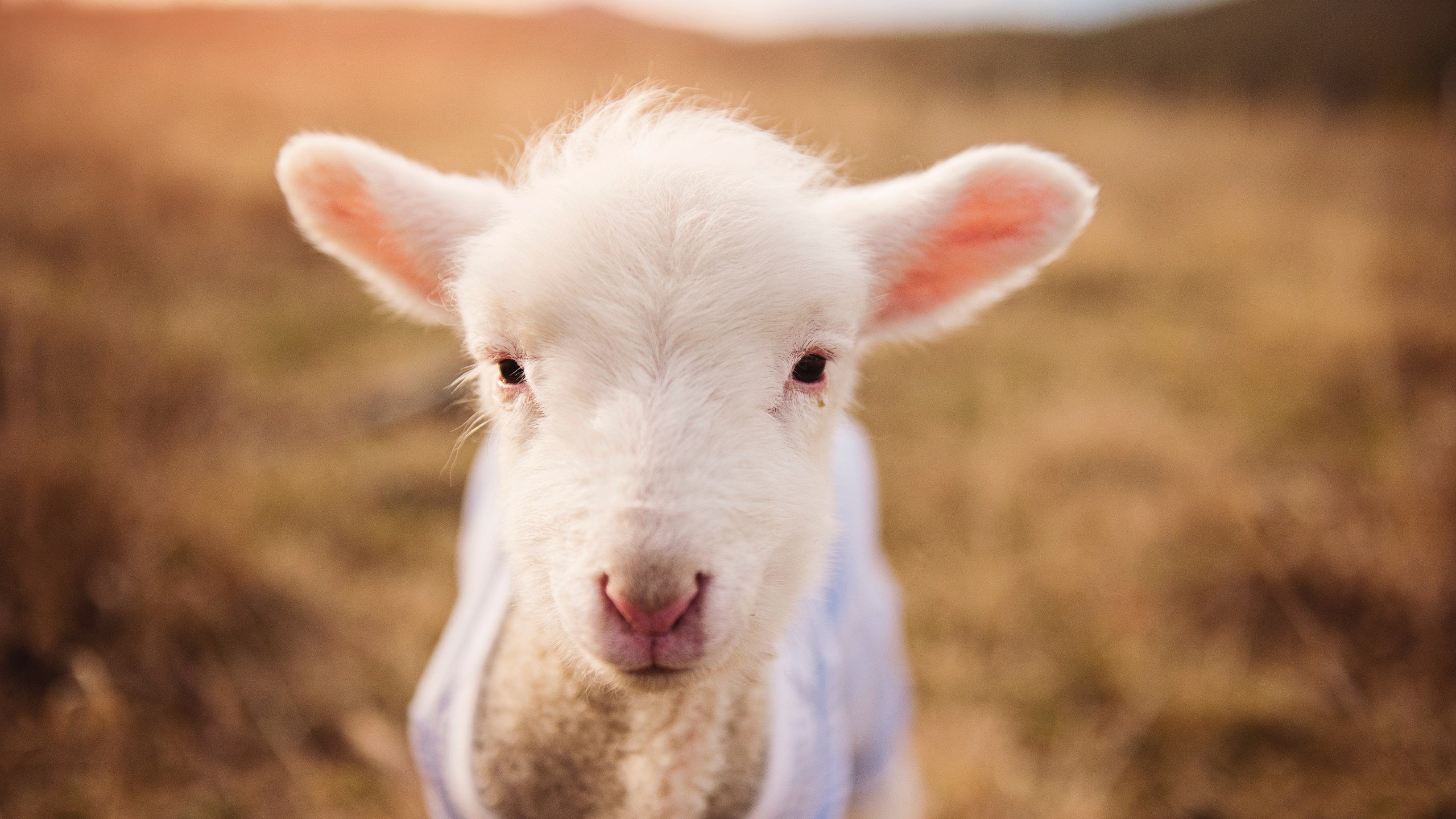 跨越边界的星光,当上海队遇上鹈鹕,拉梅洛在东方书写巨星定义