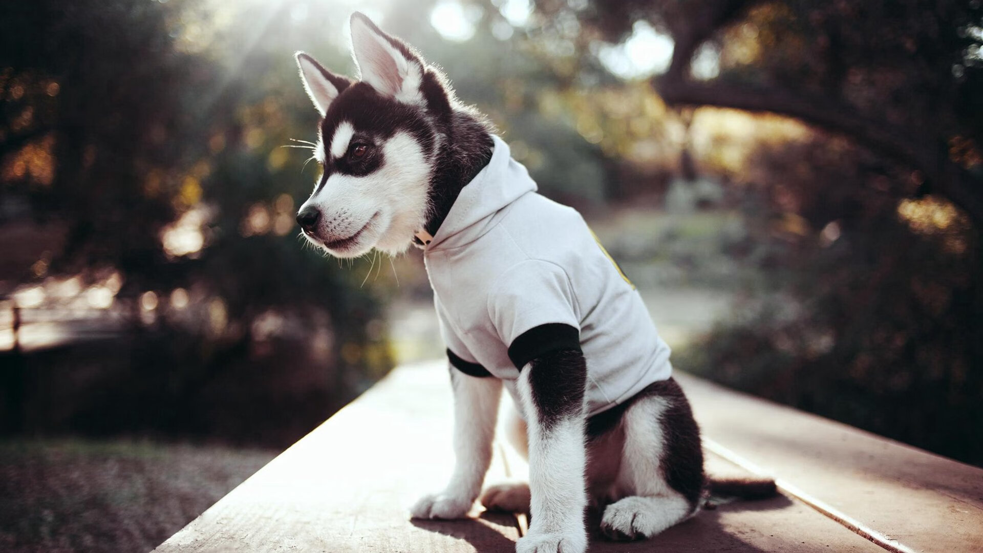 冰岛铁壁前的神锋,帕尔默的爆发与埃及的破冰争冠之路