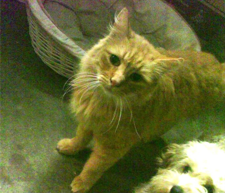 冰与火的哲学,罗德里如何在沸腾的北美之夜用冷静征服一切