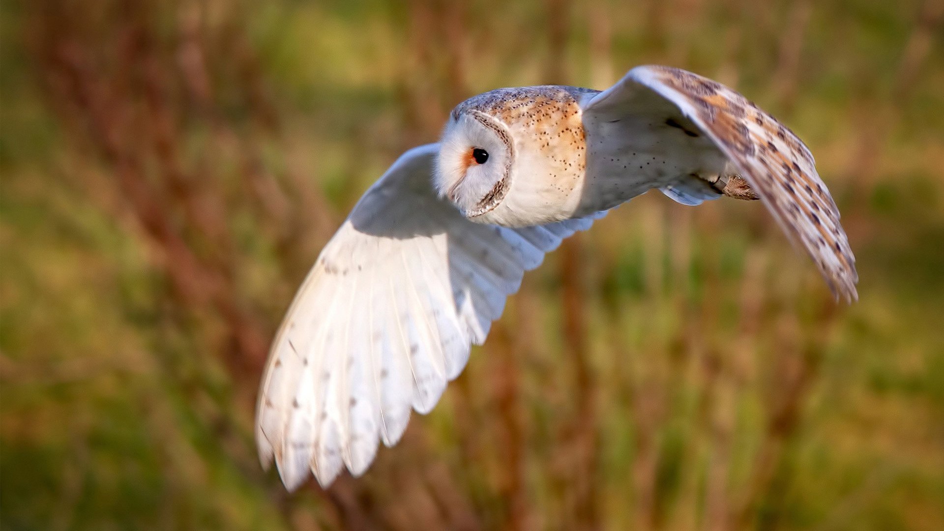 开云下载-铁腰定乾坤！年度焦点之战夜，赖斯关键战从不手软