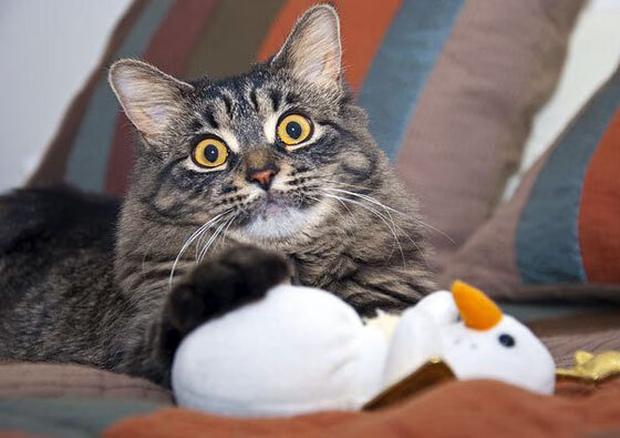 篮球之子文班亚马，与新疆的隔空连线，一场跨时空的转世传说