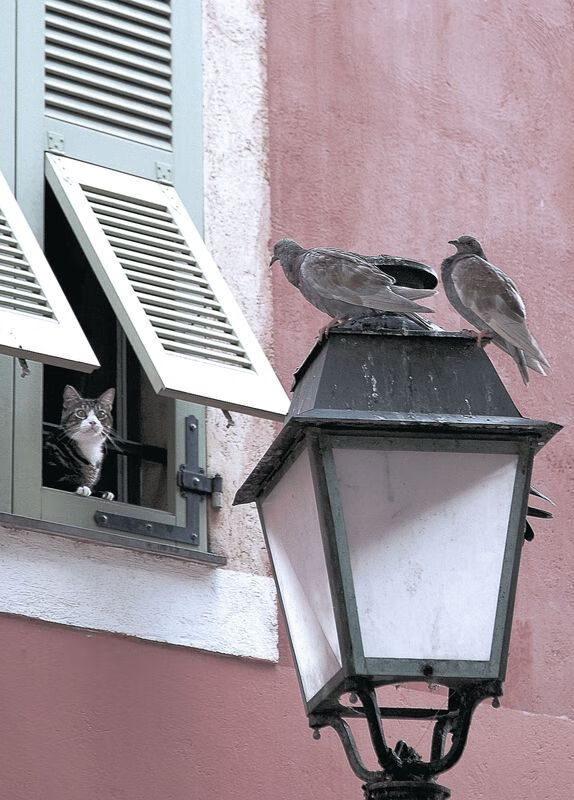 慢火炖煮胜勇士，范弗利特如何以新疆节奏扛起全队