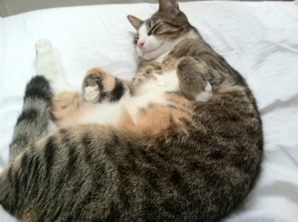 政治波涛中的足球新博弈，美加墨世界杯焦点战前，阿尔及利亚封锁卡塔尔