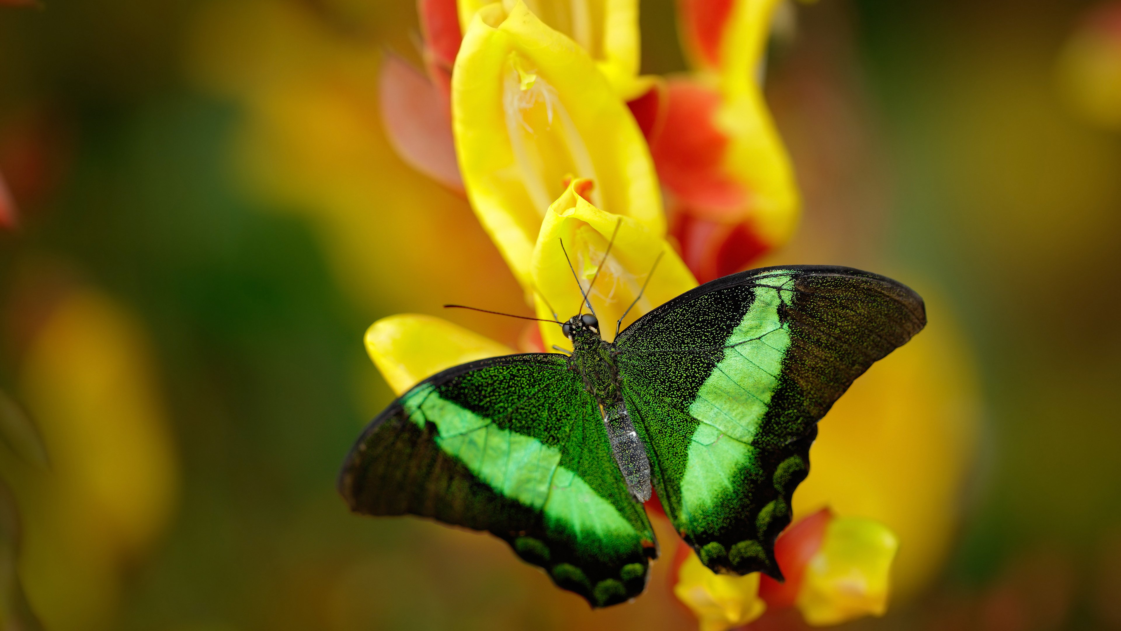 中场超人，当攻防一体在欧冠半决赛化身传奇