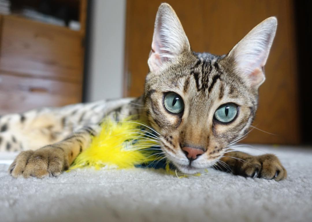 孤星闪耀与王朝崩塌,2026世界杯F组关键战,瑞士横扫葡萄牙,久保建英带队取胜,门将神勇改写命运